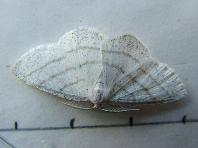 Common White Wave